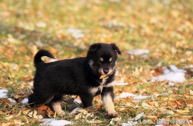 被遗弃的田园犬坎坷的领养之路,四眼田园犬成长过程