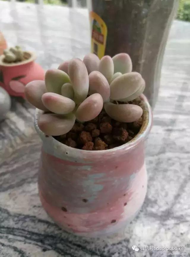 春天的多肉带给枯木新的生机，于是它们相爱了！