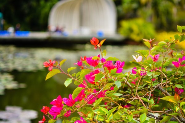 盆栽国色天香,国色天香立春