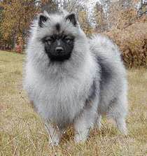 收藏狗狗的图片,收藏宠物集