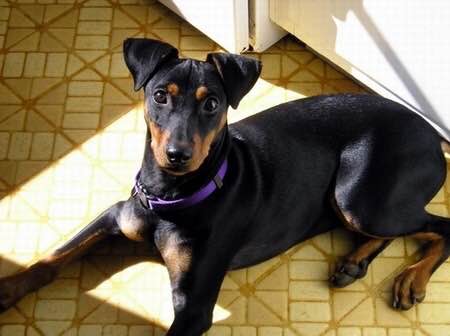 收藏狗狗的图片,收藏宠物集