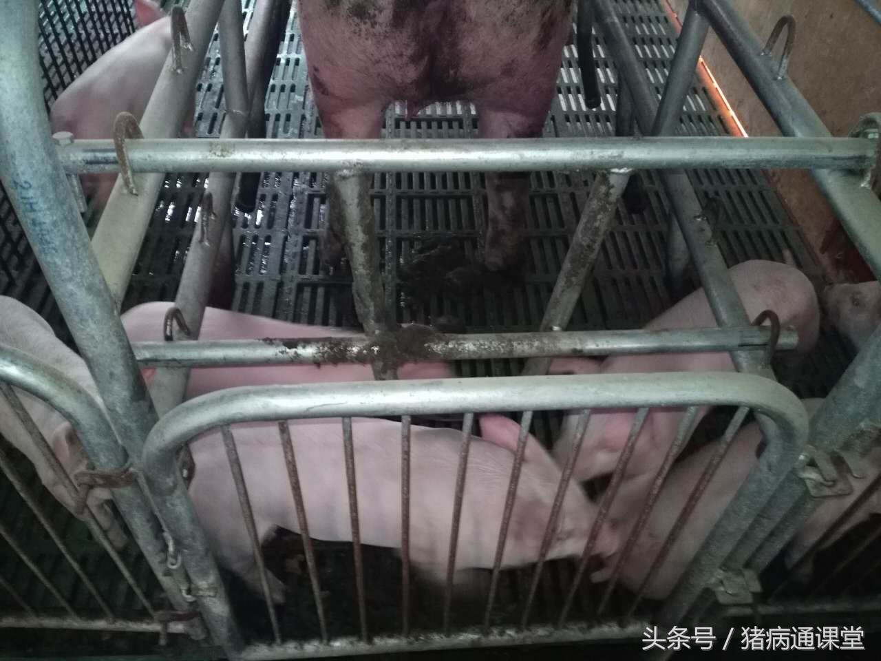 小猪经常拉稀怎么回事,小猪吃多了拉稀怎么办