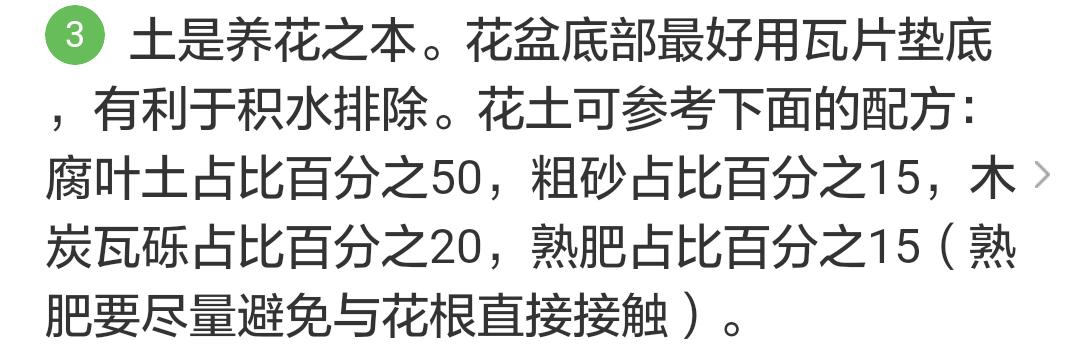 君子兰掉的小根能繁殖吗,君子兰繁殖不分盆好看吗