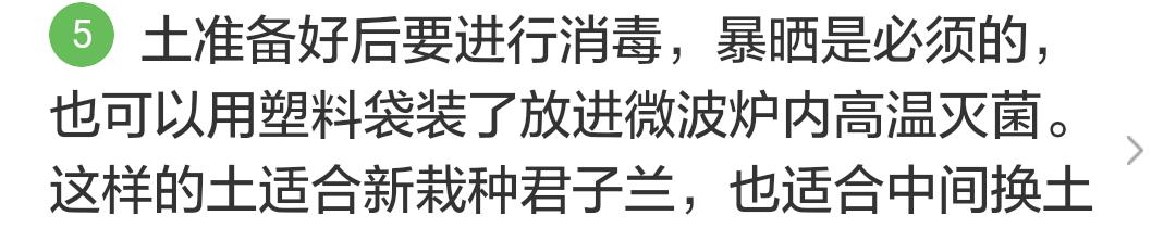君子兰掉的小根能繁殖吗,君子兰繁殖不分盆好看吗