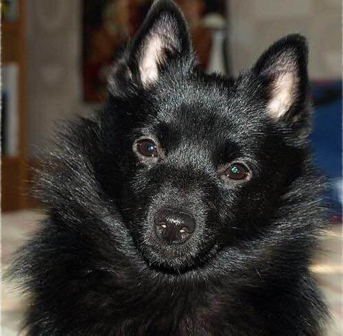 收藏狗狗的图片,收藏宠物集