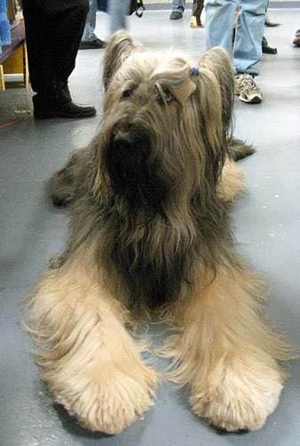 收藏狗狗的图片,收藏宠物集