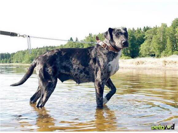 收藏狗狗的图片,收藏宠物集