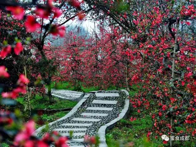 这里的春天最美丽歌词 (这里的春天最美丽)