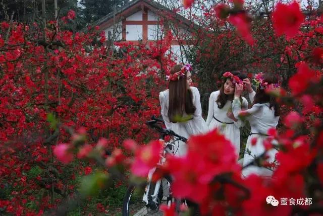 这里的春天最美丽歌词 (这里的春天最美丽)