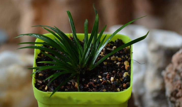 金钱菖蒲什么香味,从化金钱菖蒲