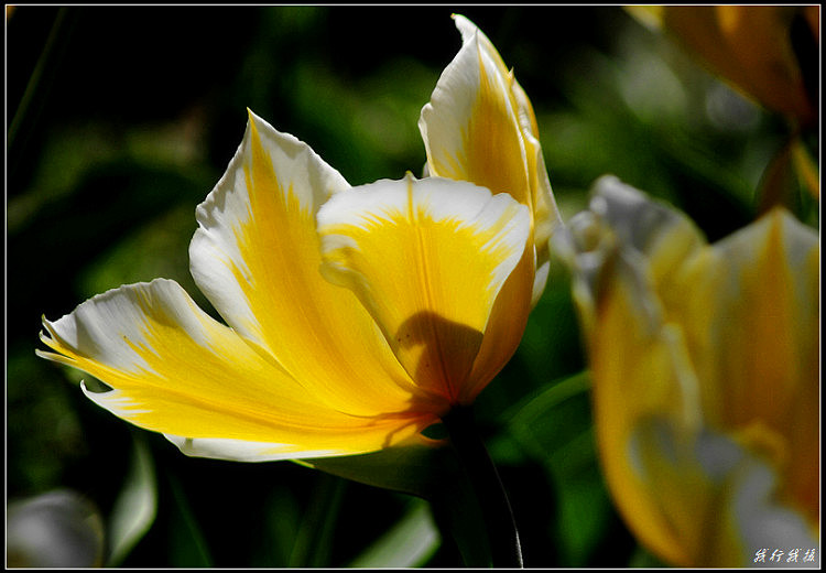 郁金香花卉摆放,郁金香花卉基地