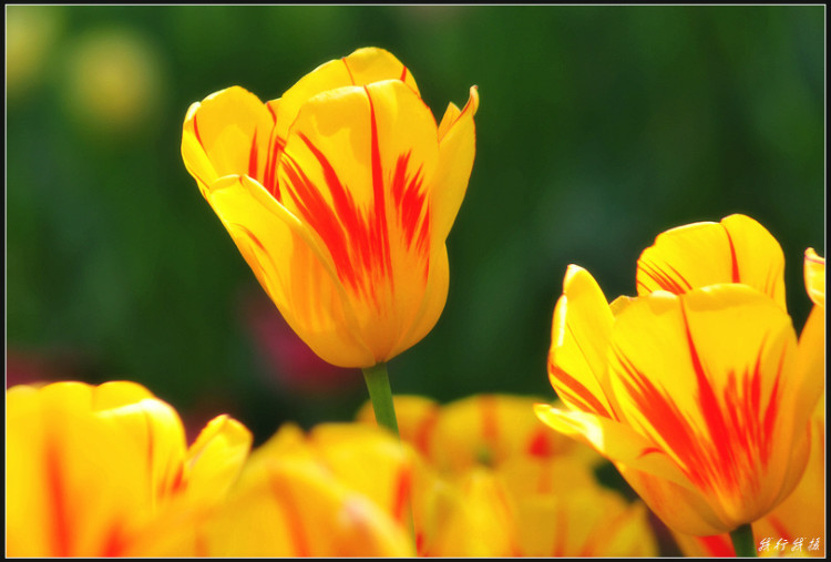 郁金香花卉摆放,郁金香花卉基地