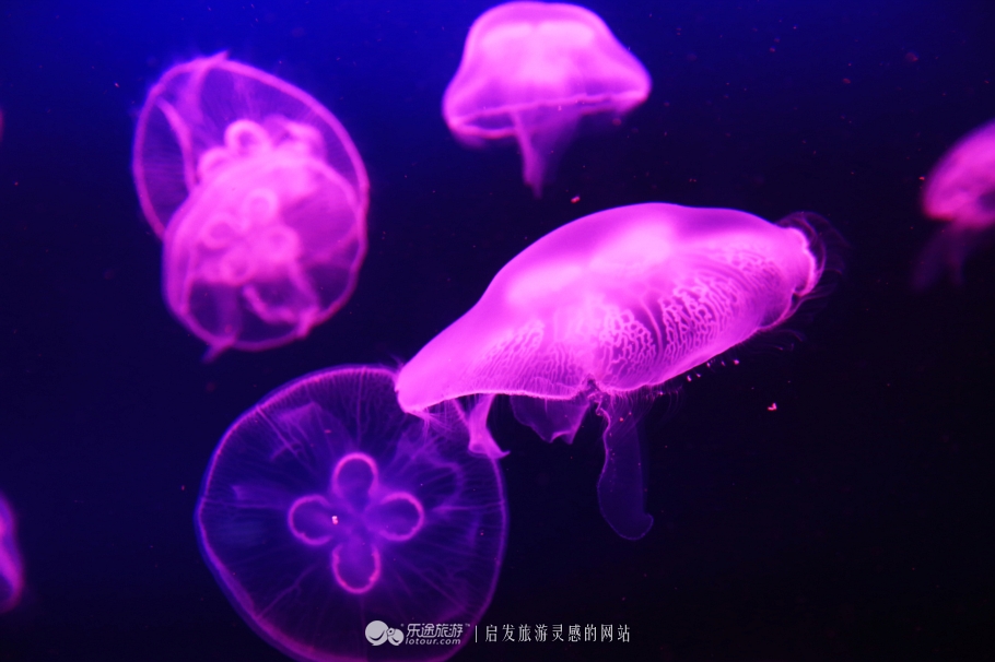 海底两万里海底旅游图,美丽的海底世界珠海长隆海洋王国