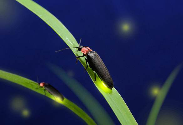 农村常吃的十种虫子,小时候常吃的八种虫子