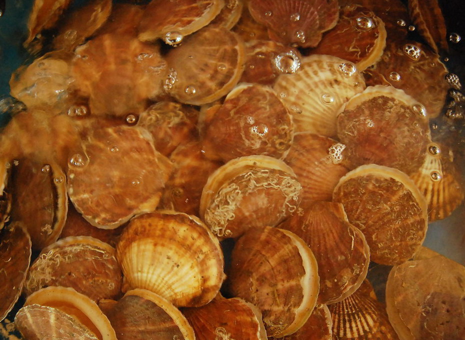 简单好吃的蒜蓉粉丝蒸扇贝,蒜蓉粉丝蒸扇贝好吃的诀窍