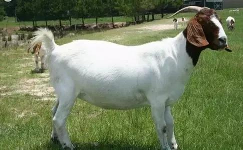 肉羊养殖哪些品种比较好,我国北方最小的肉羊品种