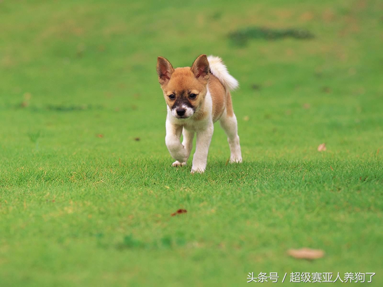 狗狗除螨虫的最佳方法,狗狗身上有螨虫用圣露薇可以吗