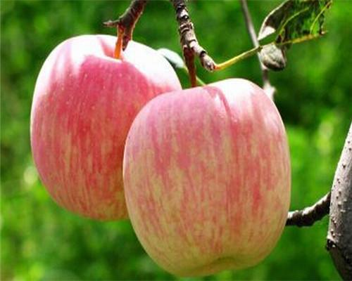 孕妇禁吃十大水果一定要知道的,孕妈注意怀孕期间水果也不能乱吃