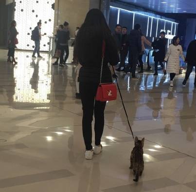 成都有哪些商场值得去,成都可以带宠物玩耍的地方