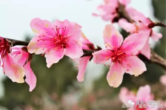 潼南附近的城市好玩的地方,潼南是不是个好地方