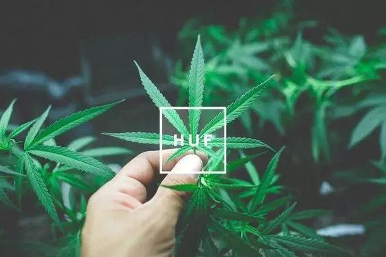 枫叶袜穿着不舒服,穿着枫叶袜