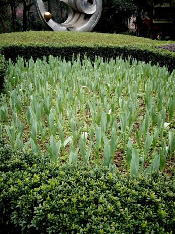 重庆地区郁金香的花期一般有多长,郁金香冬天开花后春天还能再开吗
