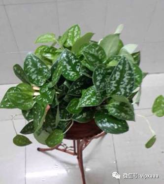 绿萝叶子偏黄的原因及解决方法,绿萝叶子都黄了是什么原因造成的