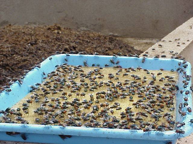 养苍蝇挣钱,养苍蝇到底赚不赚钱