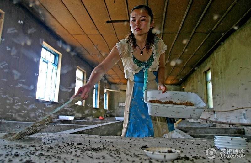 养苍蝇挣钱,养苍蝇到底赚不赚钱