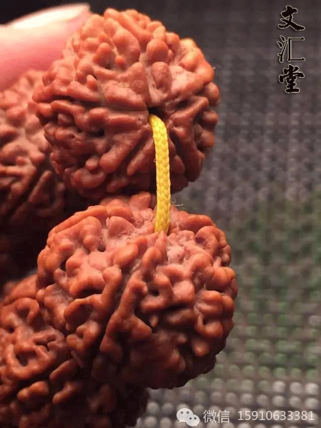 金刚圈子里混三年，这些品种都够呛能认全！