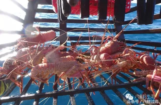 去澳大利亚你能吃到什么特色海鲜？值得收藏的吃货指南
