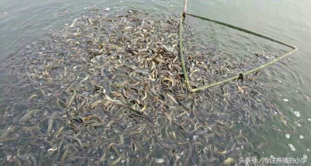 泥鳅可以用网箱养殖吗,台湾泥鳅养殖网箱多少钱