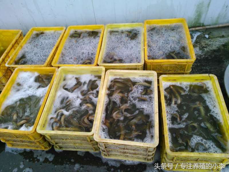 泥鳅可以用网箱养殖吗,台湾泥鳅养殖网箱多少钱