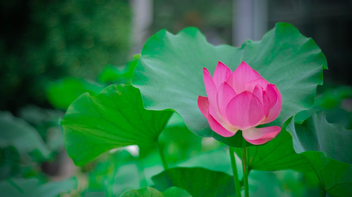 为什么有的人微信一加就加上了,为啥有的人微信一加就加上了