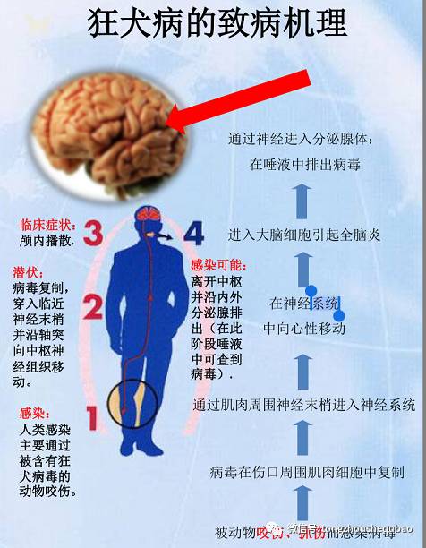 打算养狗需要准备什么,南京正规给狗打疫苗的地方