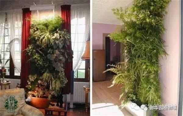 植物墙居家,特色植物墙