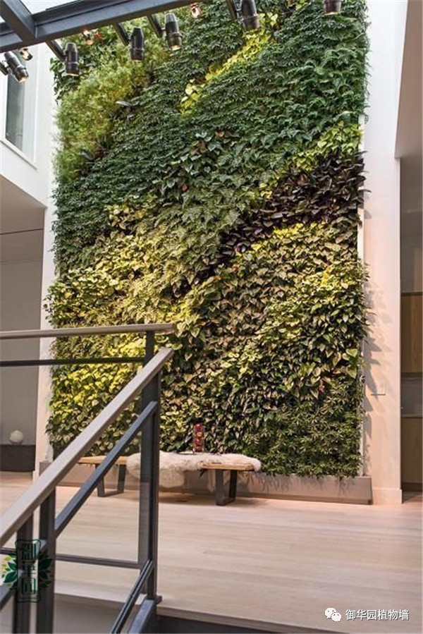 植物墙居家,特色植物墙
