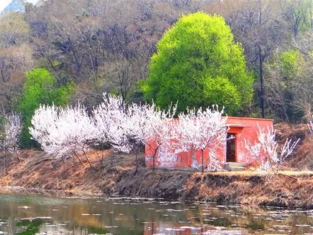 桃花季｜今天的沈阳，桃花开了，春风十里，挑一天走起……