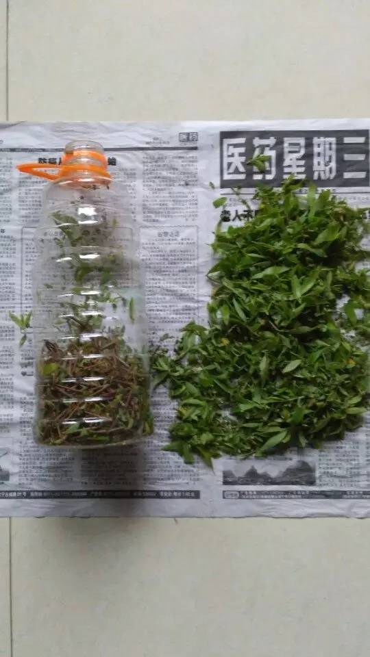 自制的柳树生根剂最多能用多久,新鲜的柳树枝可以做生根水吗