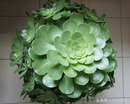 多肉植物百科之蒂亚,多肉植物小百科图片
