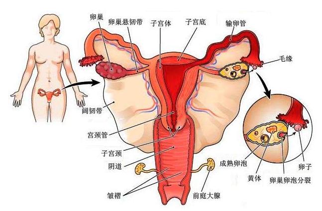 妇科炎症反反复复适合上哪种环,妇科炎症反反复复喝什么中药好