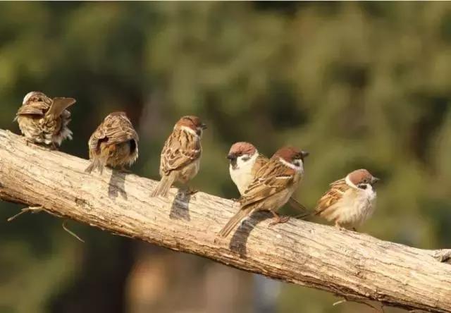 农村十分常见动物,雷州最稀有的动物