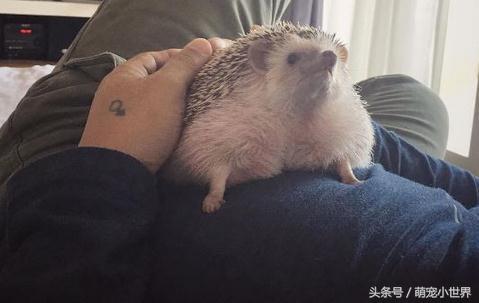 奶奶也有养刺猬？超肉感刺猬胖到跟小猪一样让人笑喷：到底吃多少