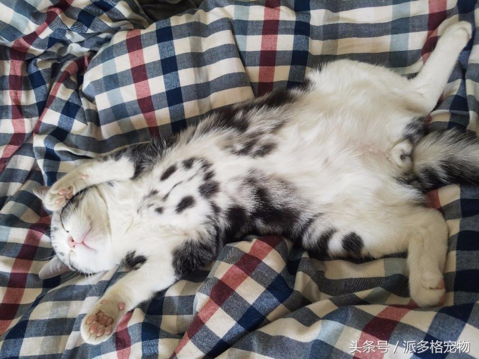 宠物肚皮上小秘密还挺多，当然手感也是一级棒！