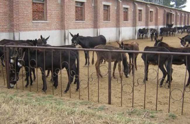 养殖龙虾赚钱图片真实,养殖龙虾头几年赚钱