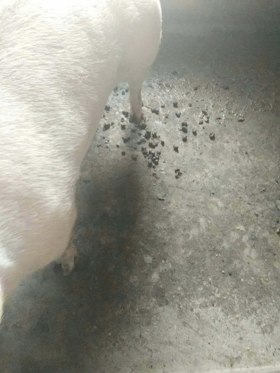 母猪便秘小疾，暗藏大病