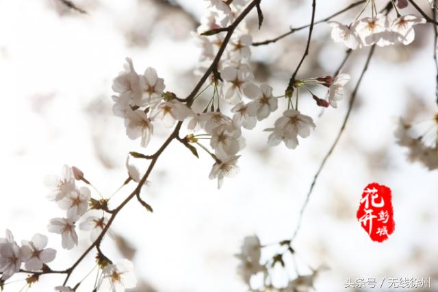 最美人间四月天花开如梦,最美人间四月天书香浸润满校园