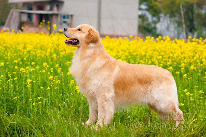 犬瘟和细小会同时得吗么？会交叉感染么？