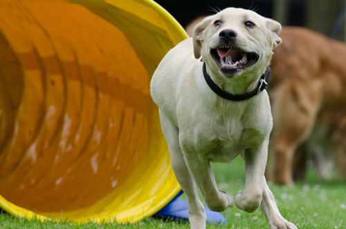 犬生产小狗注意事项,小型犬生产后怎么护理