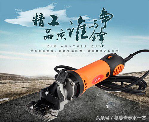剪羊毛的图片图文,最火剪羊毛视频
